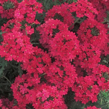 Verbena 