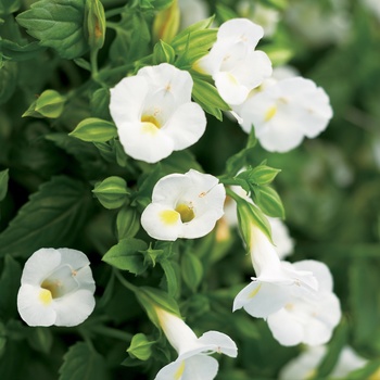 Torenia Catalina® White Linen