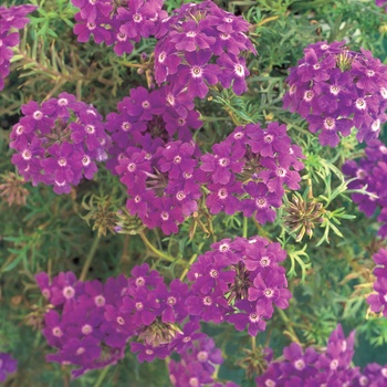 Verbena 