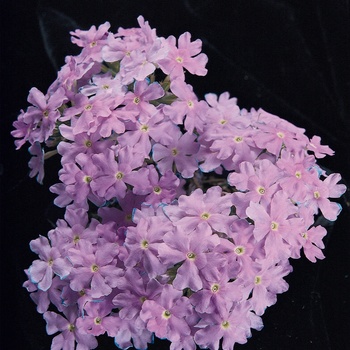 Verbena Babylon® Light Blue