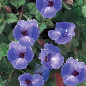 Torenia 