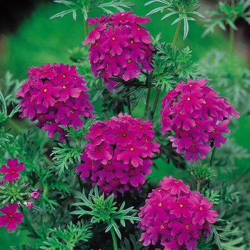 Verbena 