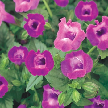 Torenia Summer Wave® 'Large Amethyst'