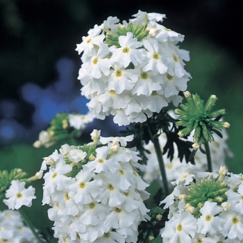 Verbena Babylon® White