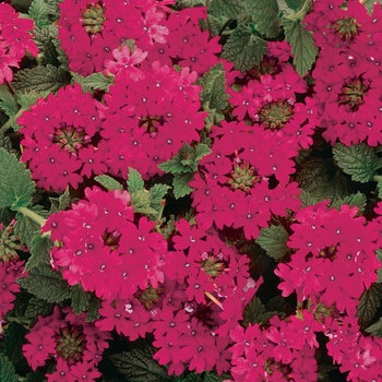 Verbena 