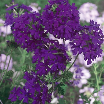 Verbena 'Blue' US. 13,419 & Can. 1845