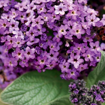 Verbena Superbena® Blue Purple