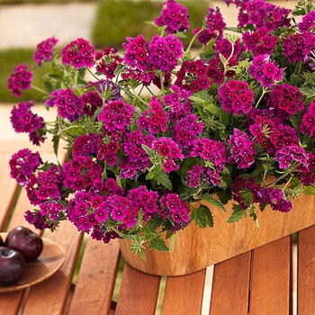 Verbena Superbena® 'Burgundy'