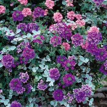 Verbena 'Denim Blue' 