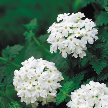 Verbena Tukana® White