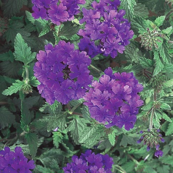 Verbena Superbena® 'Dark Blue'