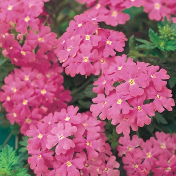 Verbena 