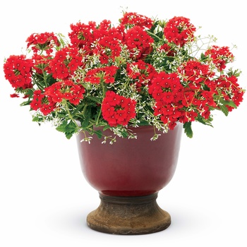 Verbena Tukana® Deep Red