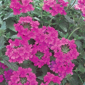 Verbena 'USBENAL20' US. 14,876 & Can. 1829