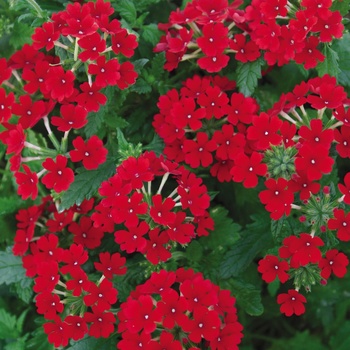 Verbena Tukana® Scarlet