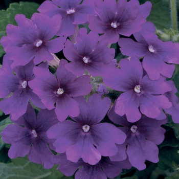 Verbena Superbena® Purple