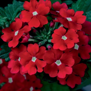 Verbena Tukana® Scarlet Star