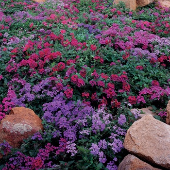 Verbena 'USBENAL25' US. 15,683 & Can. 1831