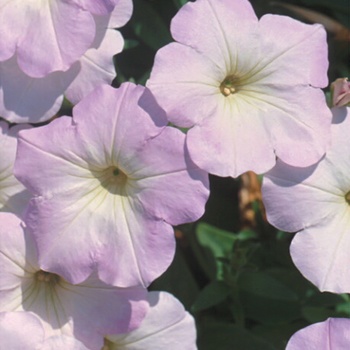 Petunia 'Blushing Princess' US. 14,146 & Can. 1398