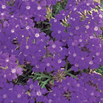 Verbena 'SUNmaref TP-V' US. 9,411 & Can. 1081