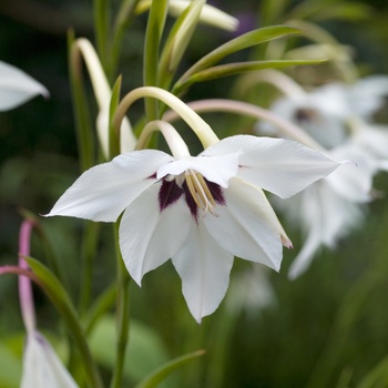 Acidanthera bicolor var. murielae 