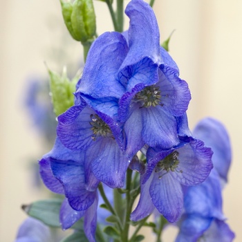 Aconitum carmichaelii