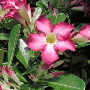 Adenium obesum