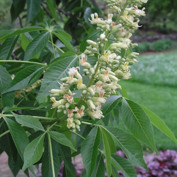 Aesculus x arnoldiana 'Autumn Splendor' 