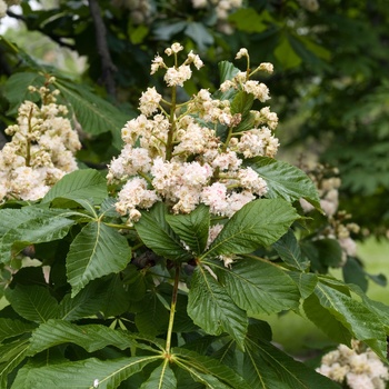 Aesculus hippocastanum