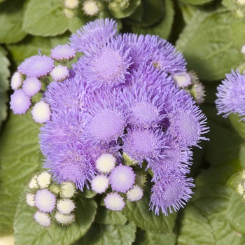 Ageratum houstonianum Hawaii 'Blue'