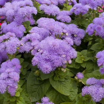 Ageratum houstonianum 'Blue' 