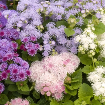 Ageratum houstonianum 'Mix' 