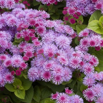 Ageratum houstonianum Hawaii 'Royal'