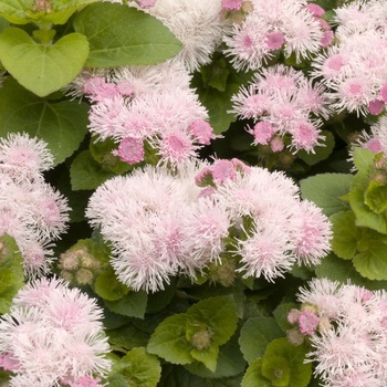 Ageratum houstonianum Hawaii 'Shell Pink'