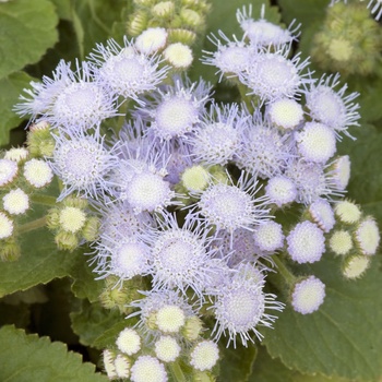 Ageratum houstonianum 'Sky Blue' 