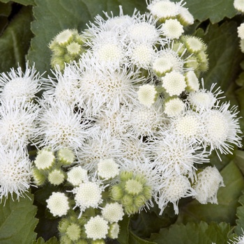 Ageratum houstonianum 'White' 