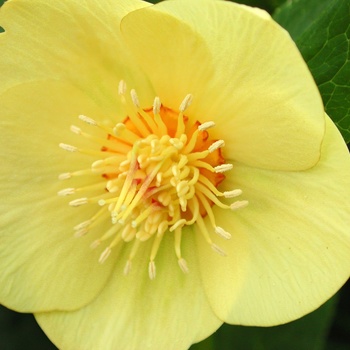 Helleborus 'Mellow Yellow' 