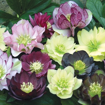 Helleborus 'Regal Ruffles Strain' 