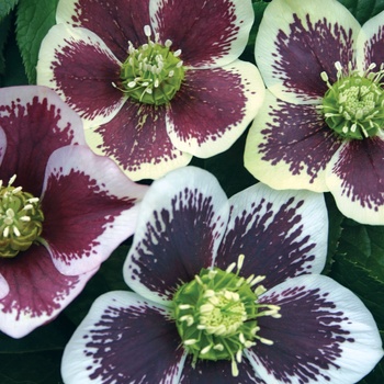 Helleborus 'Splashdown Strain'