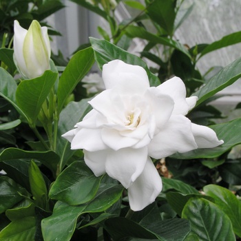 Gardenia jasminoides 'August Beauty'