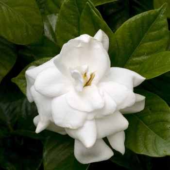 Gardenia jasminoides 'Mystery'