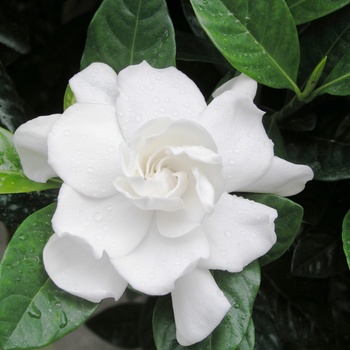 Gardenia jasminoides 'Veitchii'