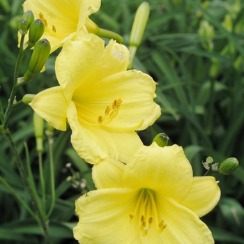 Hemerocallis 'Bitsy'