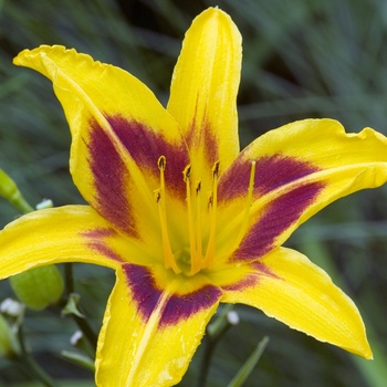 Hemerocallis 'Black-Eyed Stella'