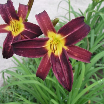 Hemerocallis 'Jungle Princess'