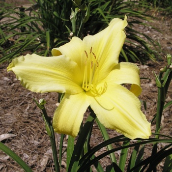 Hemerocallis 'Yellow Landscape Supreme' 