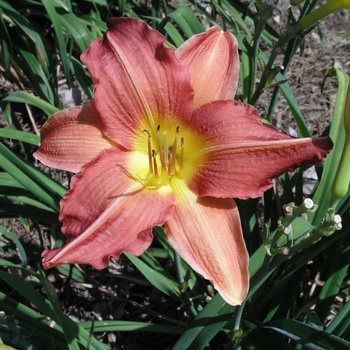 Hemerocallis 'Persian Market'