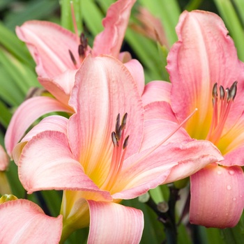 Hemerocallis 'Shell Pink'