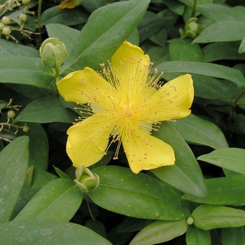 Hypericum calycinum