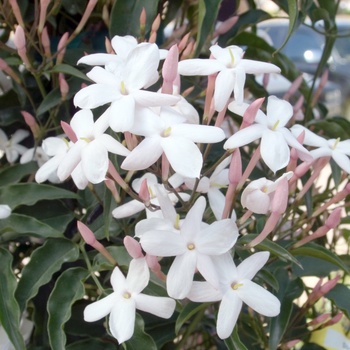 Jasminum polyanthemum